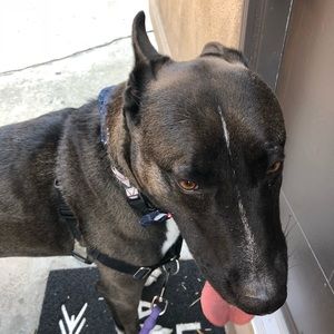 Meet your Posher, Carol